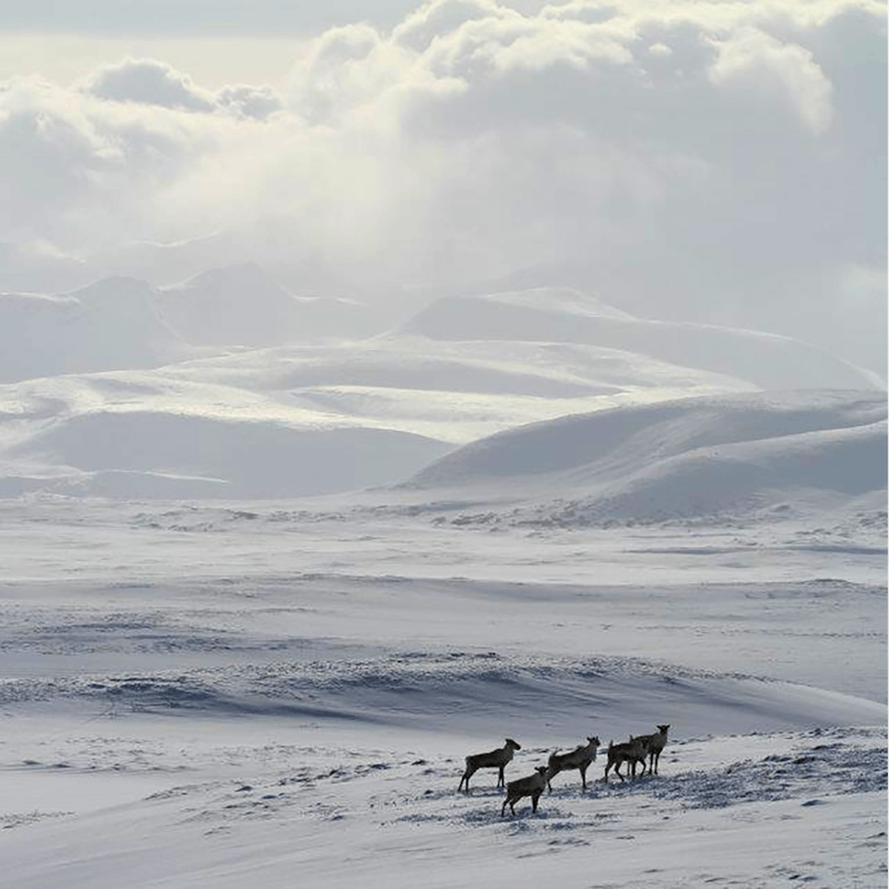 2021.11.26 - A small herd of caribou in Izembek National Wildlife Refuge - Alaska - Katrina Liebich-UWFWS.jpeg