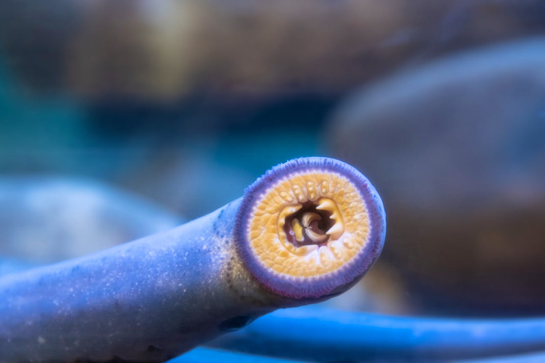 Pacific Lamprey
