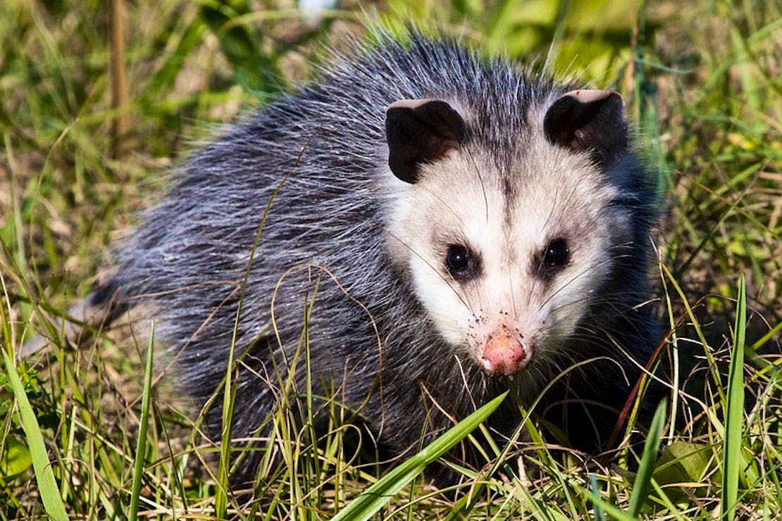 Virginia Opossum