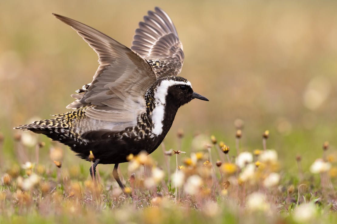  American golden plover