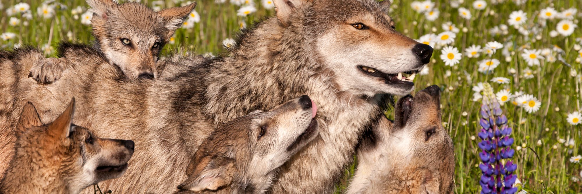 gray wolf