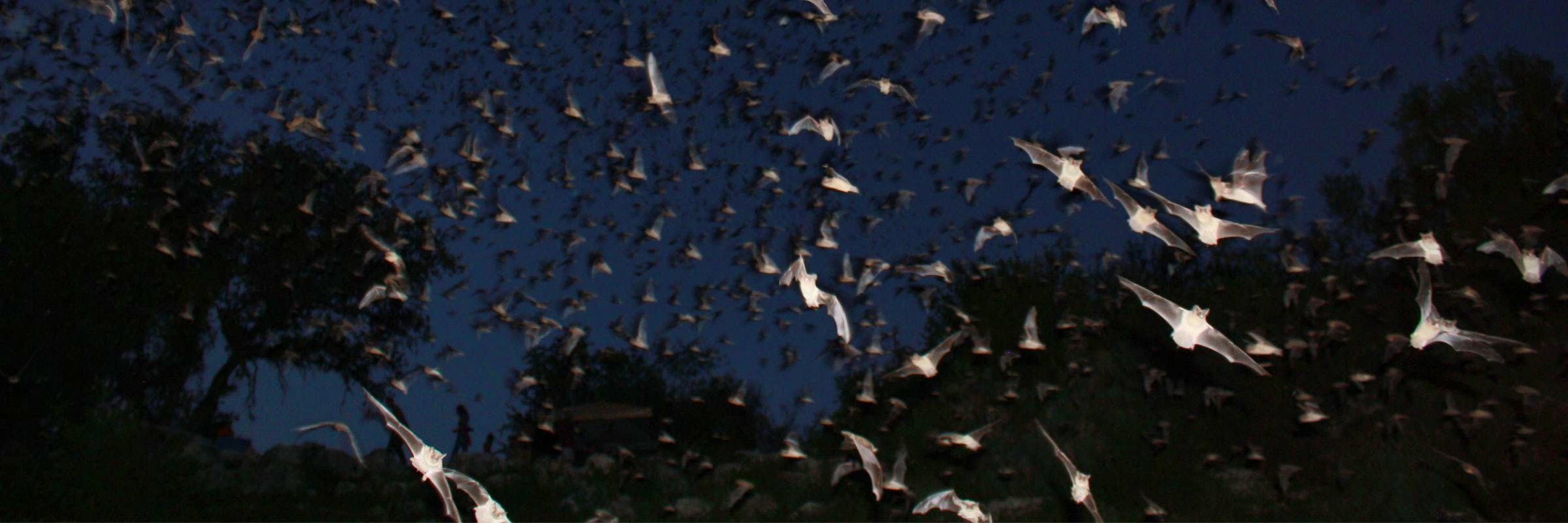 bats flying in the night sky