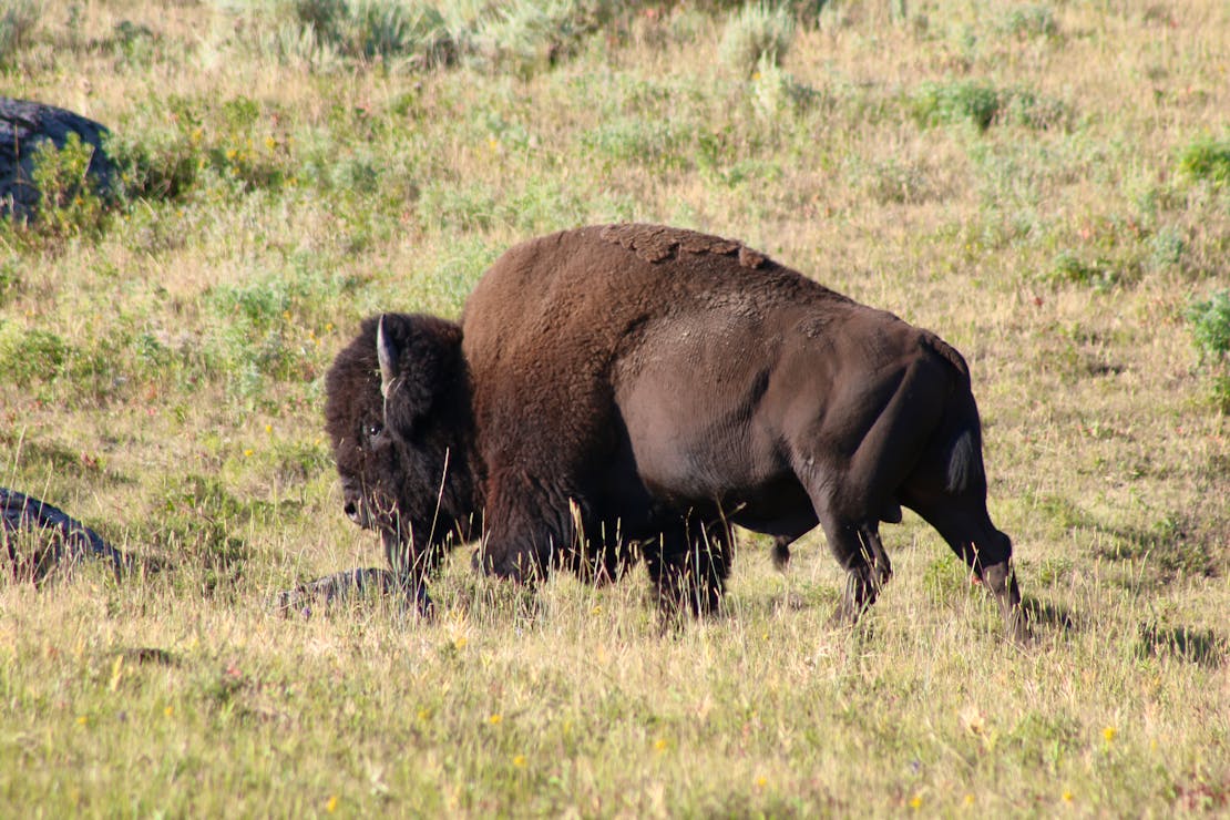 bison