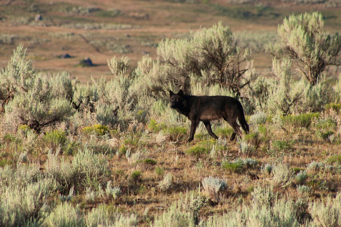 yellowstone wolf