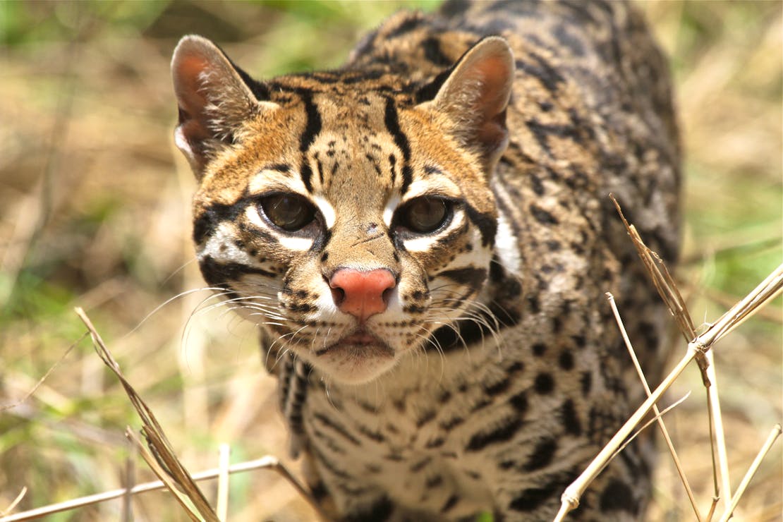 An ocelot peers through the tall grasses towards the camera at Laguna Atascosa National Wildlife Refuge