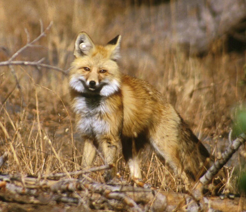 Sierra Nevada Red Fox