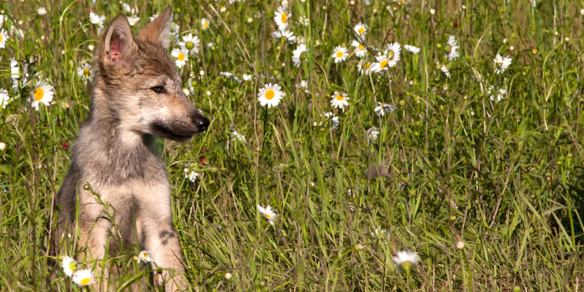 gray wolf pup in meadow of wildflowers