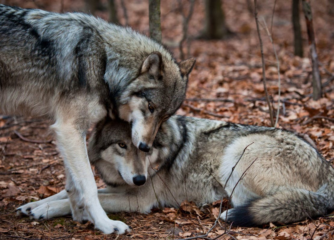two wolves showing affection