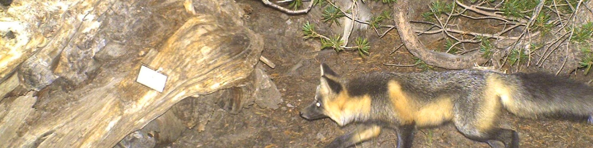 sierra nevada red fox in forest