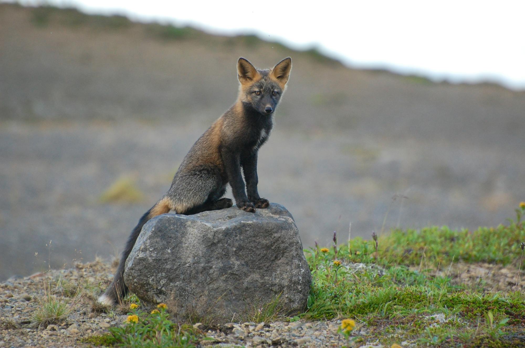 2008.08.28 - Red Fox Kit - Izembek National Wildlife Refuge - Alaska - Kristine Sowl-USFWS.jpg