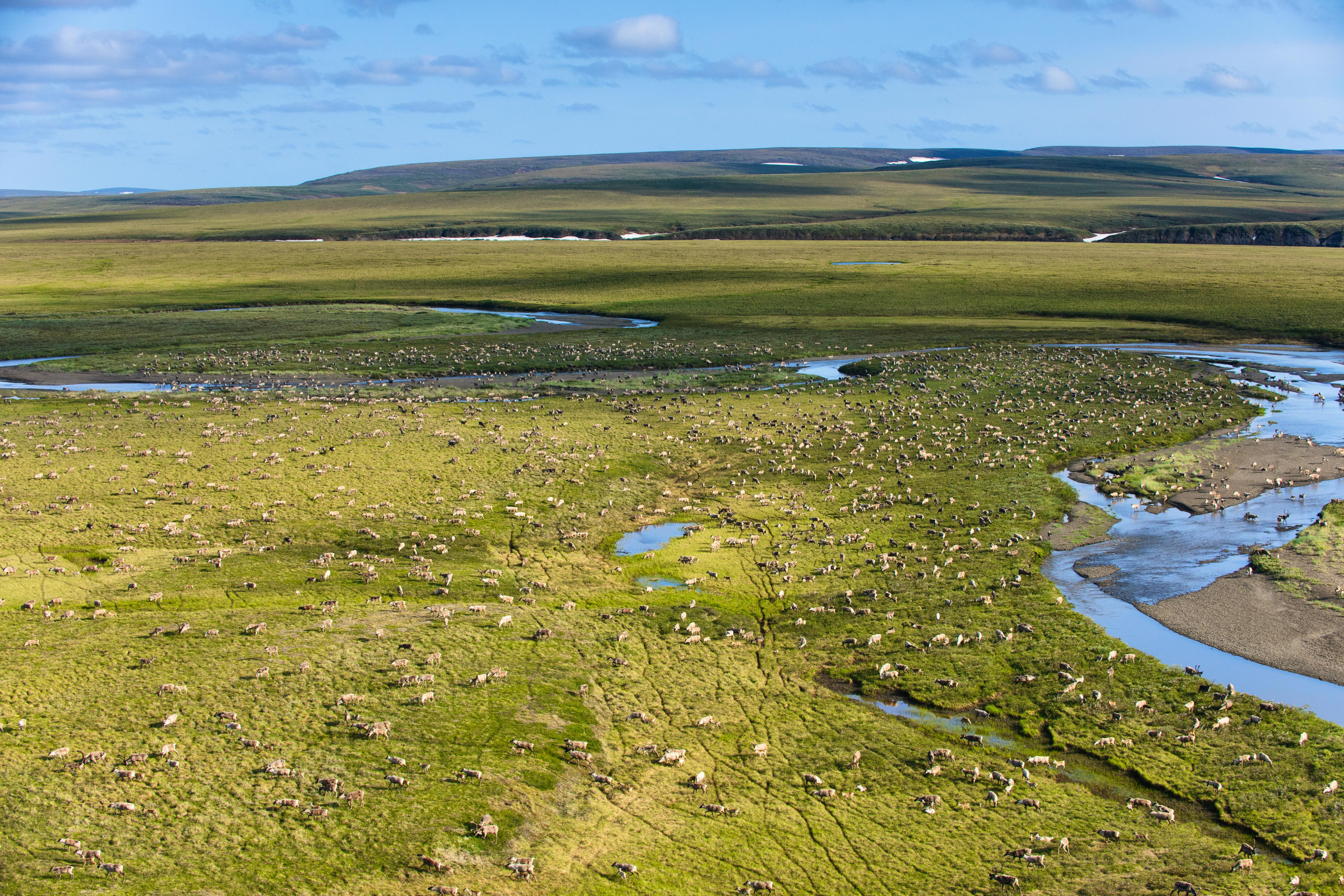 2009.07.04 - Caribou Migrating - National Petroleum Reserve - Alaska - Florian Schulz .jpg