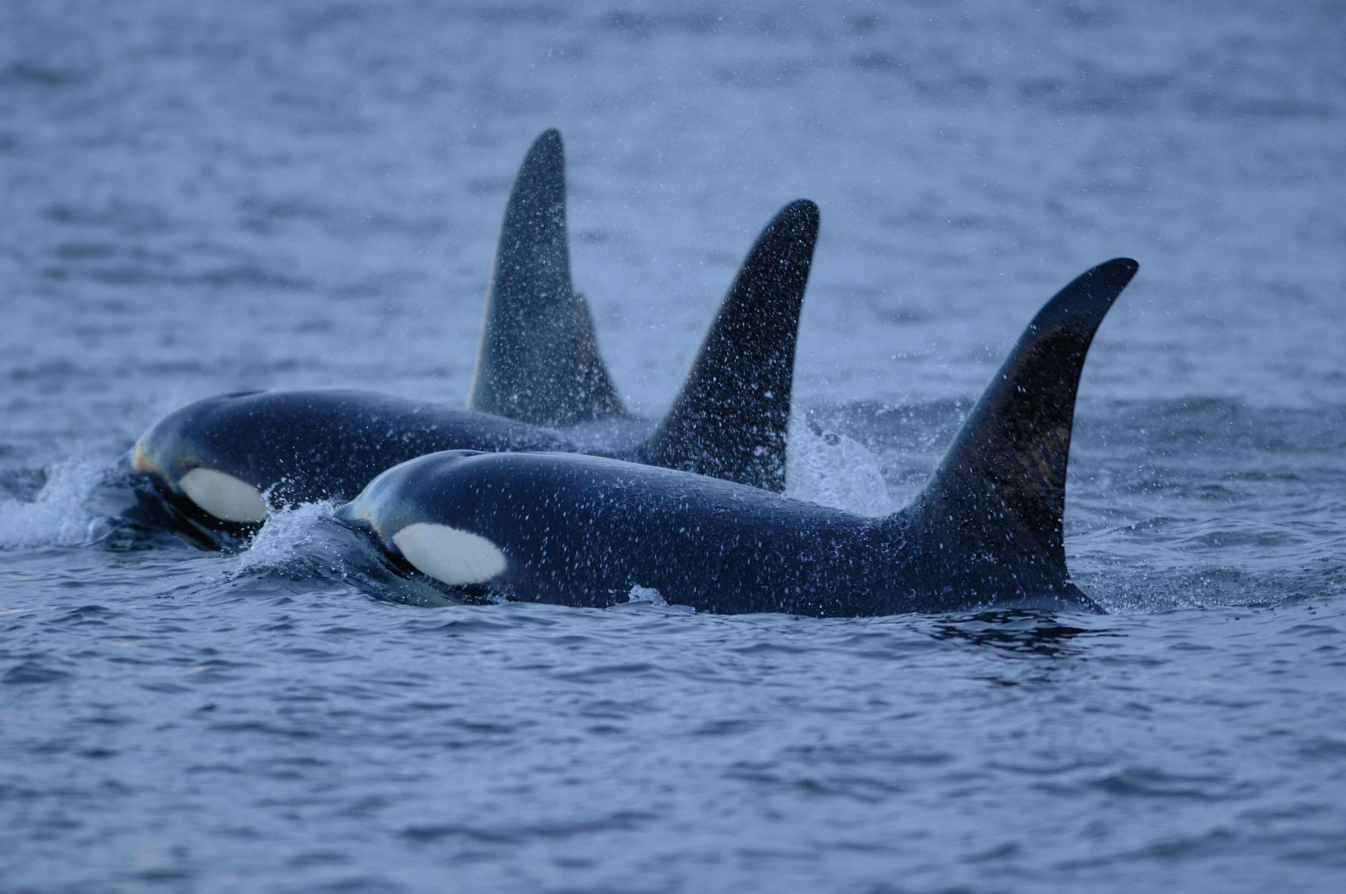 two orcas in the ocean