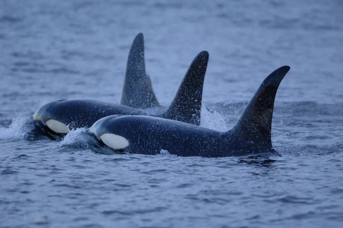 Shell Orca Meet the Orcas in California | Defenders of Wildlife