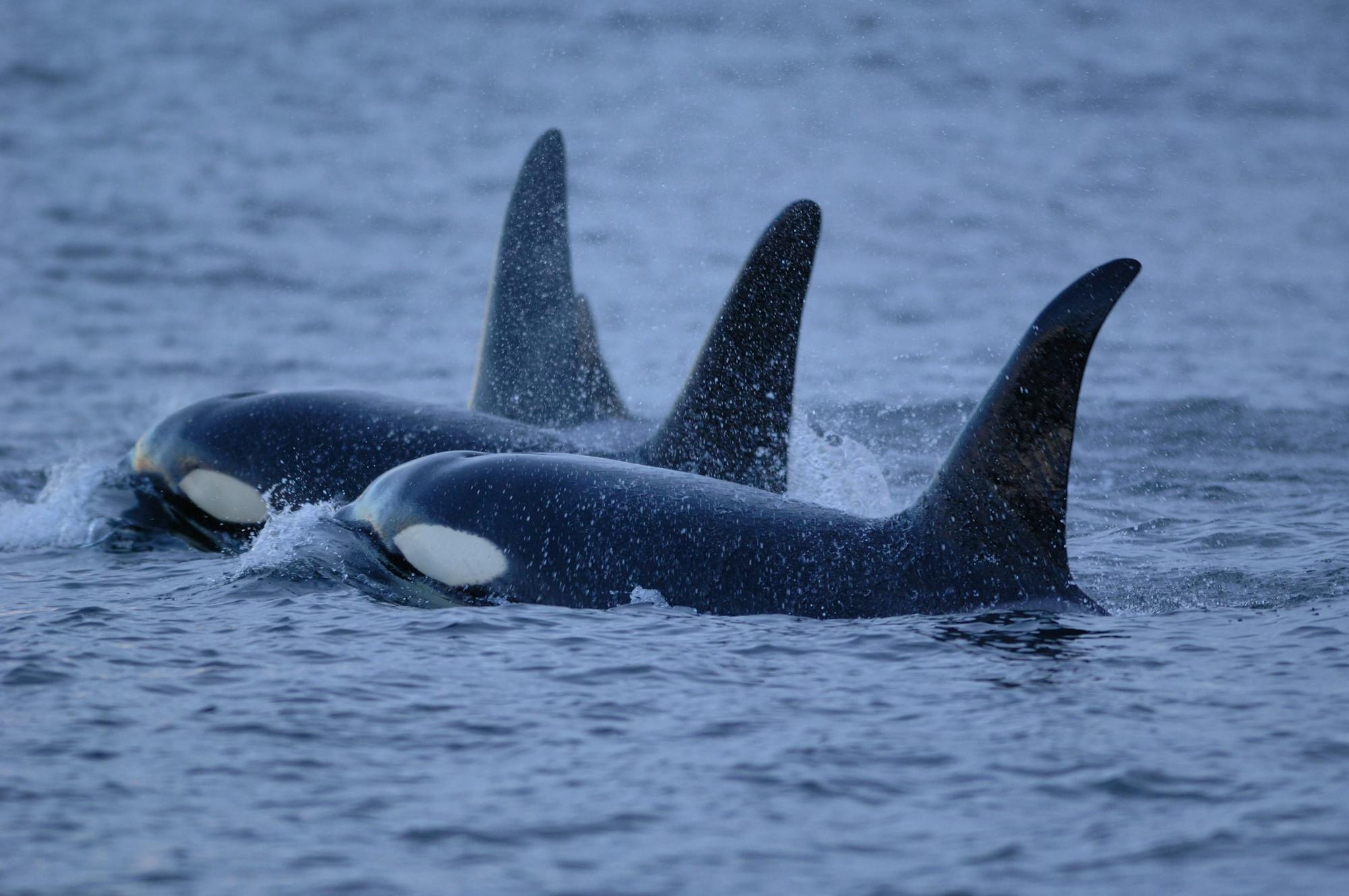 two orcas in the ocean