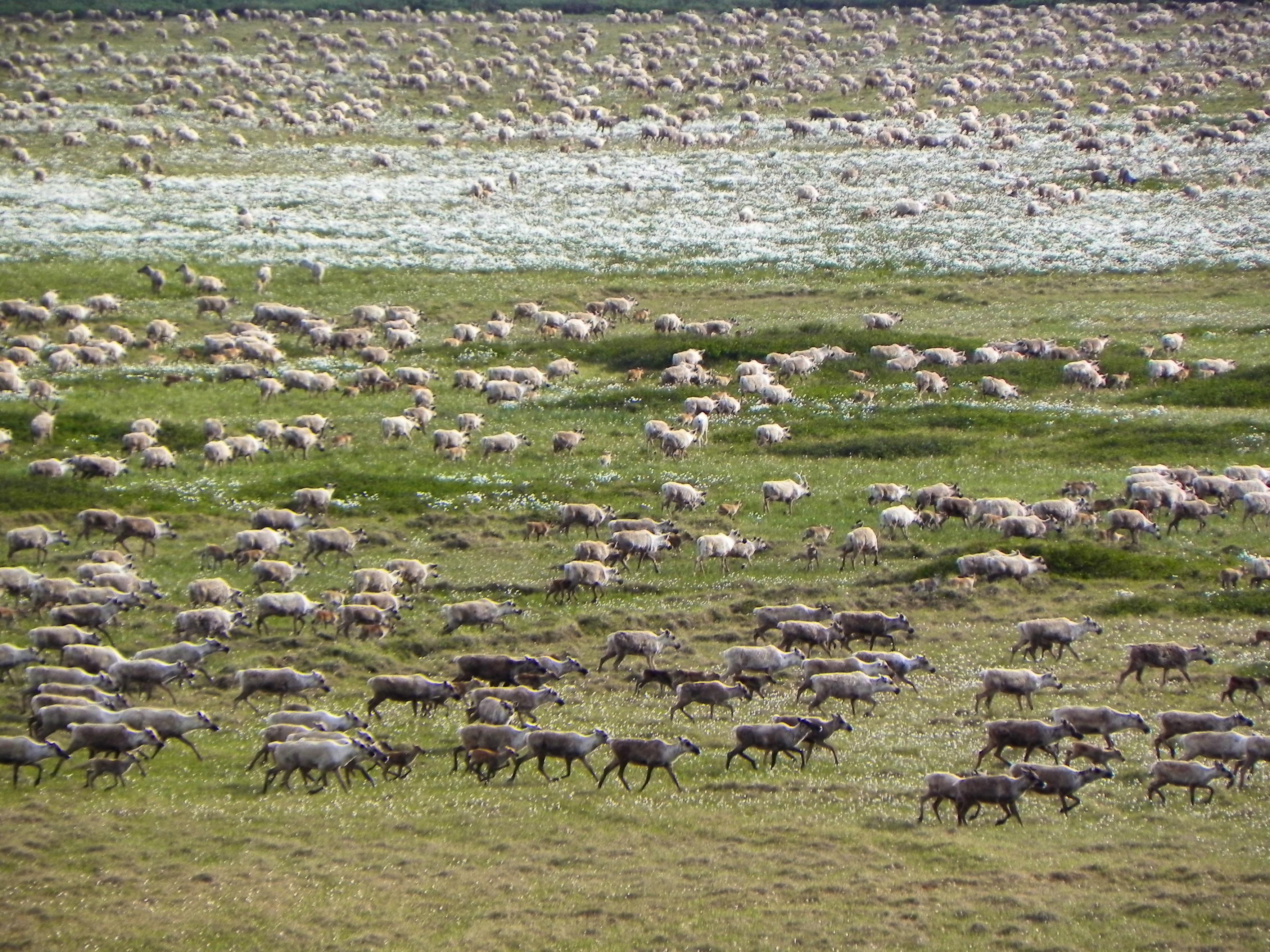 2011.06.21 - Caribou Roaming Across Field - Alaska - Lois Epstein.JPG