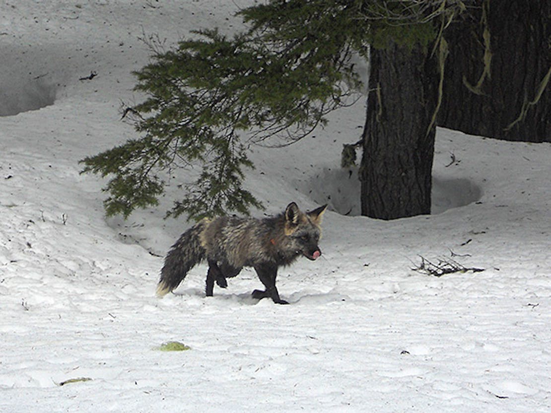 Collared Sierra Nevada Red Fox licking it's snout as it trots in the snow past a tree.