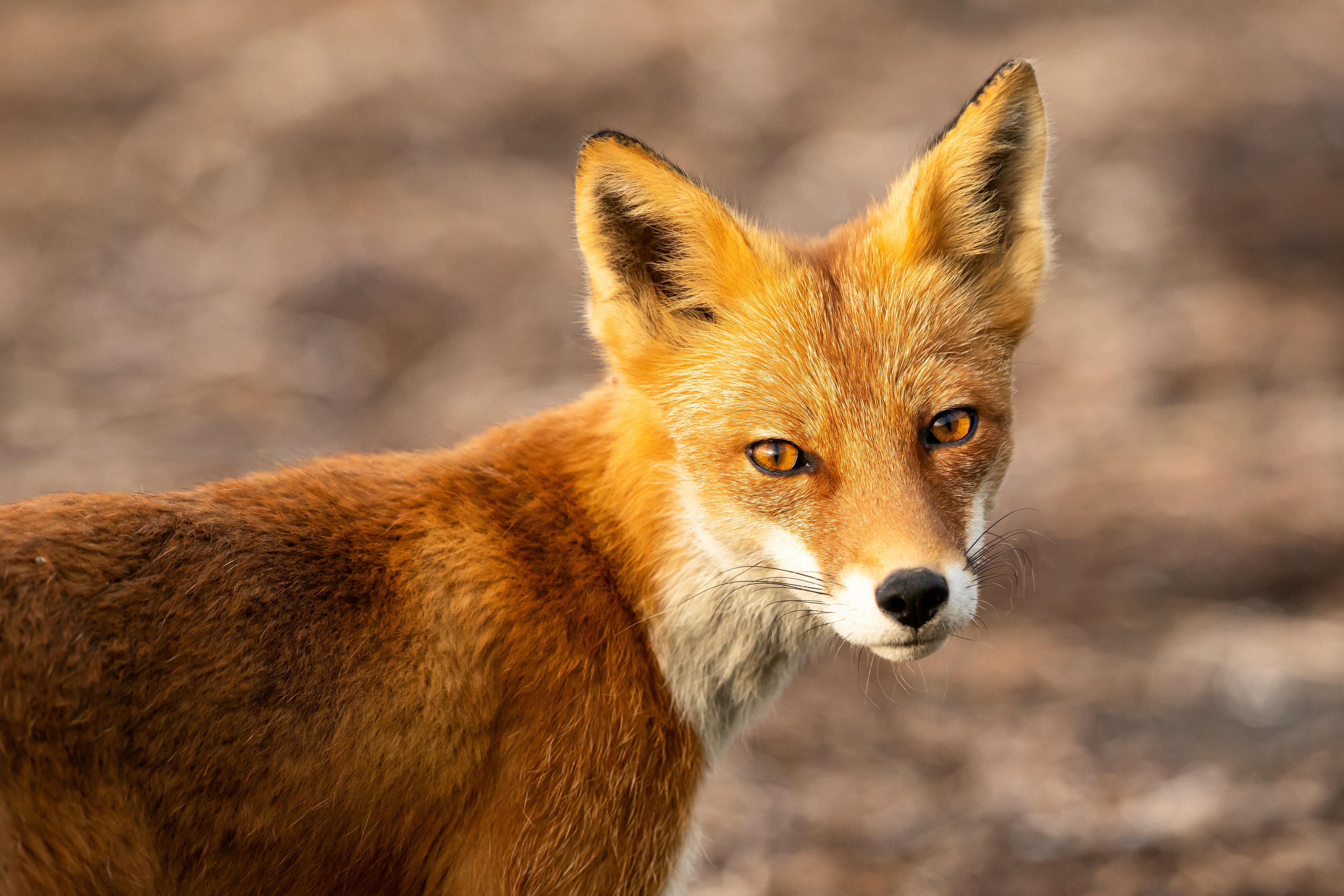 2019.08.30 - Red Fox at Izembek Lagoon - Izembek National Wildlife Refuge - Alaska - Lisa Hupp USFWS.jpg