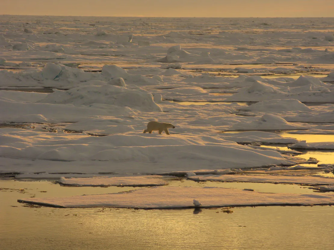 Polar bear on beaufort sea ice