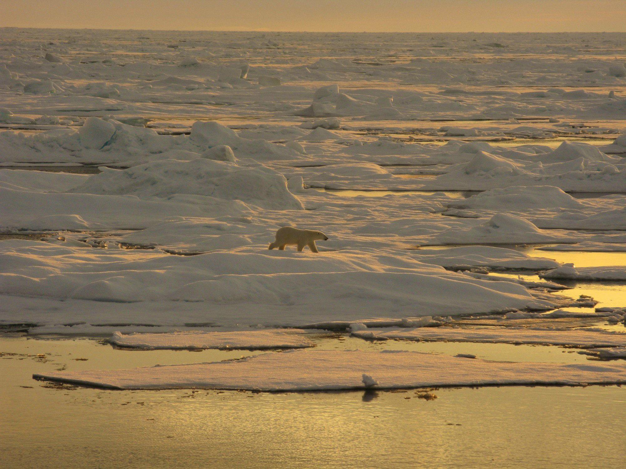 Polar bear on beaufort sea ice