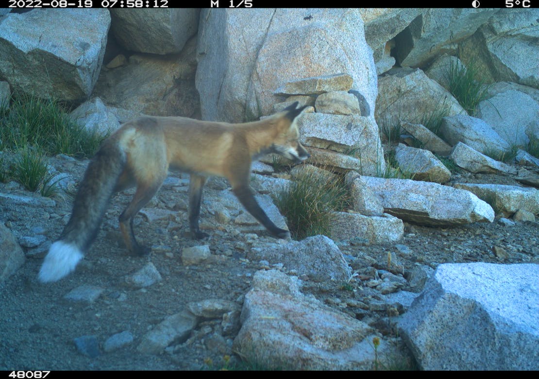 A Sierra Nevada red fox captured on a camera trap walking through a rocky area.