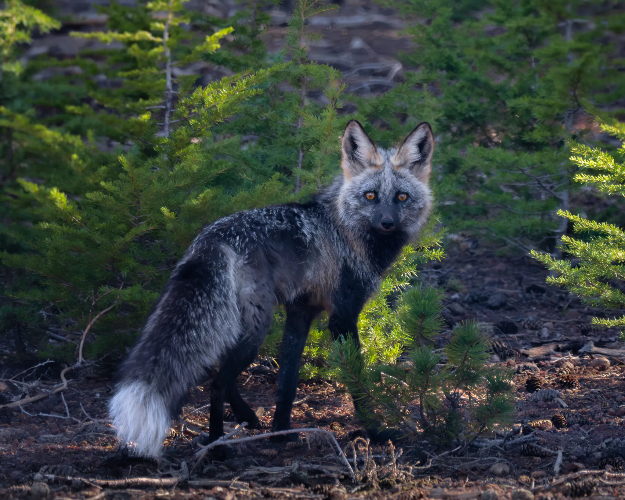 A Mount Bachelor Sierra Nevada Red Fox pauses in its walk through a wooded area to look at the camera.