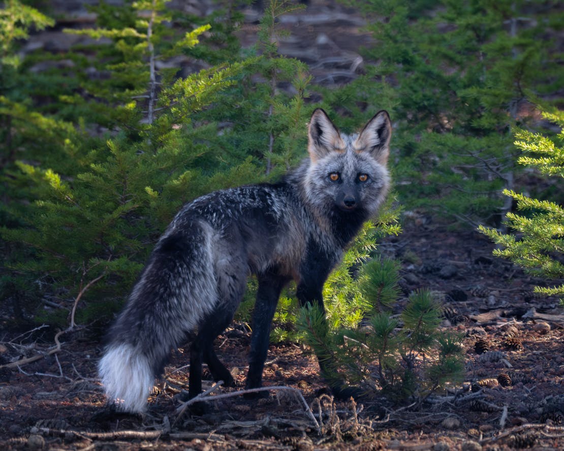 A Mount Bachelor Sierra Nevada Red Fox pauses in its walk through a wooded area to look at the camera.