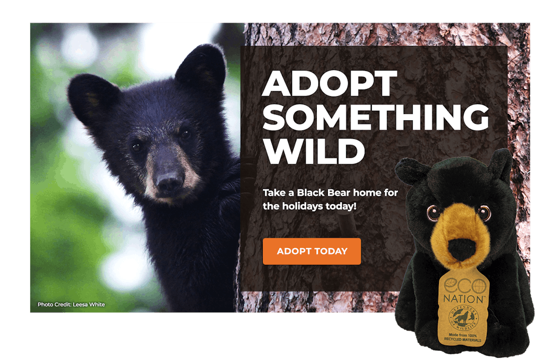 Adoption Lightbox BLACK BEAR
