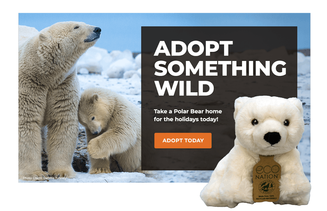 Adoption Lightbox POLAR BEAR