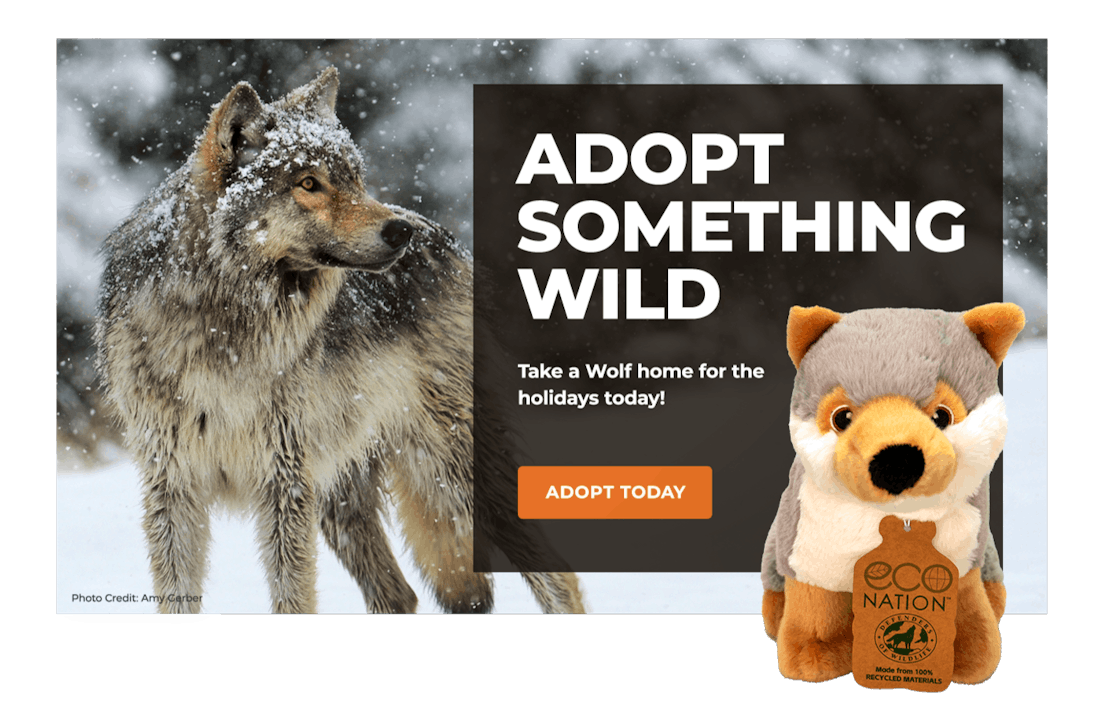 Adoption Lightbox WOLF