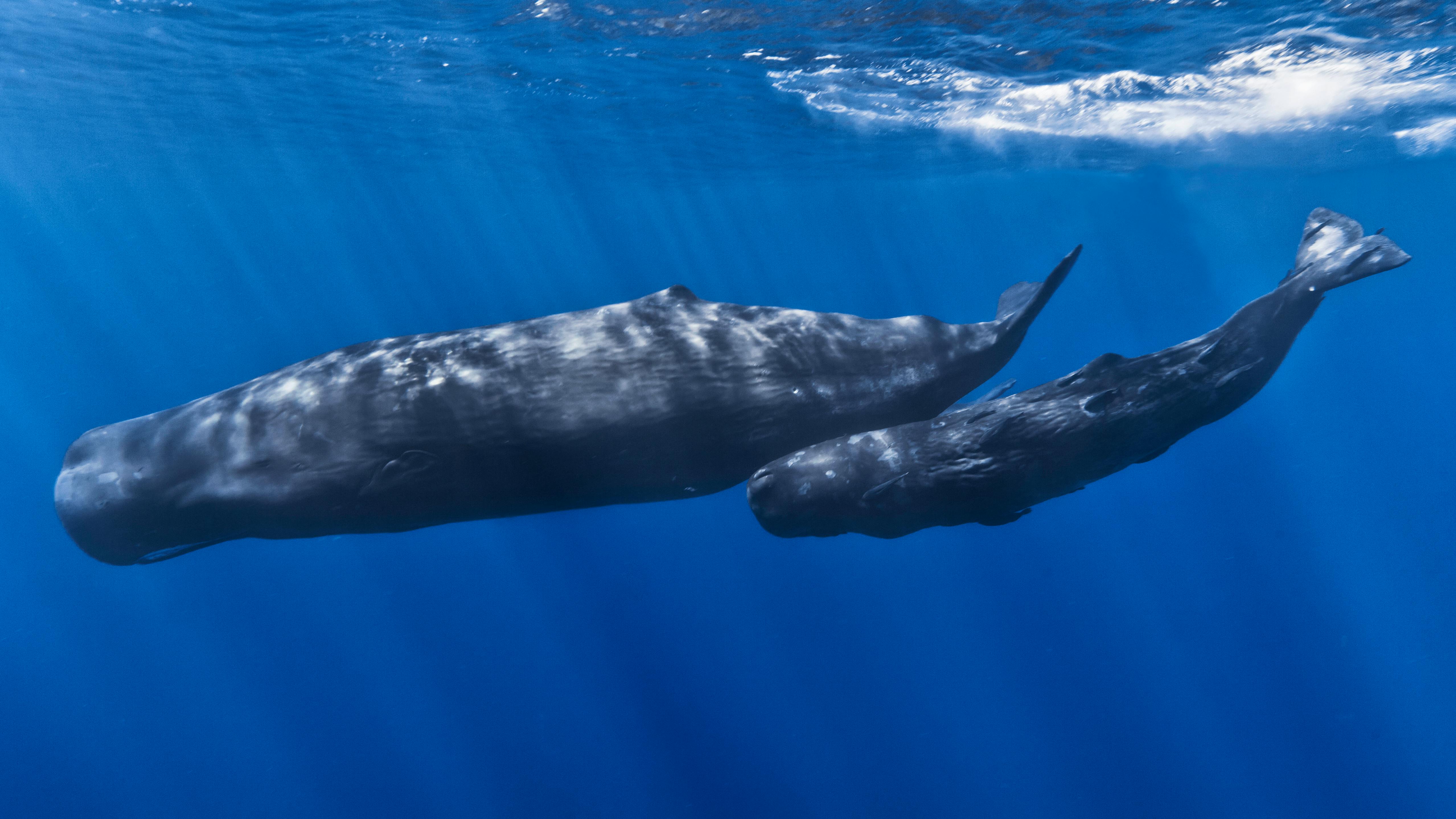 Mother and baby sperm whale swimming just below the surface.