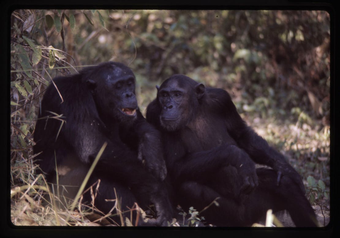 Two chimpanzees sitting in grass
