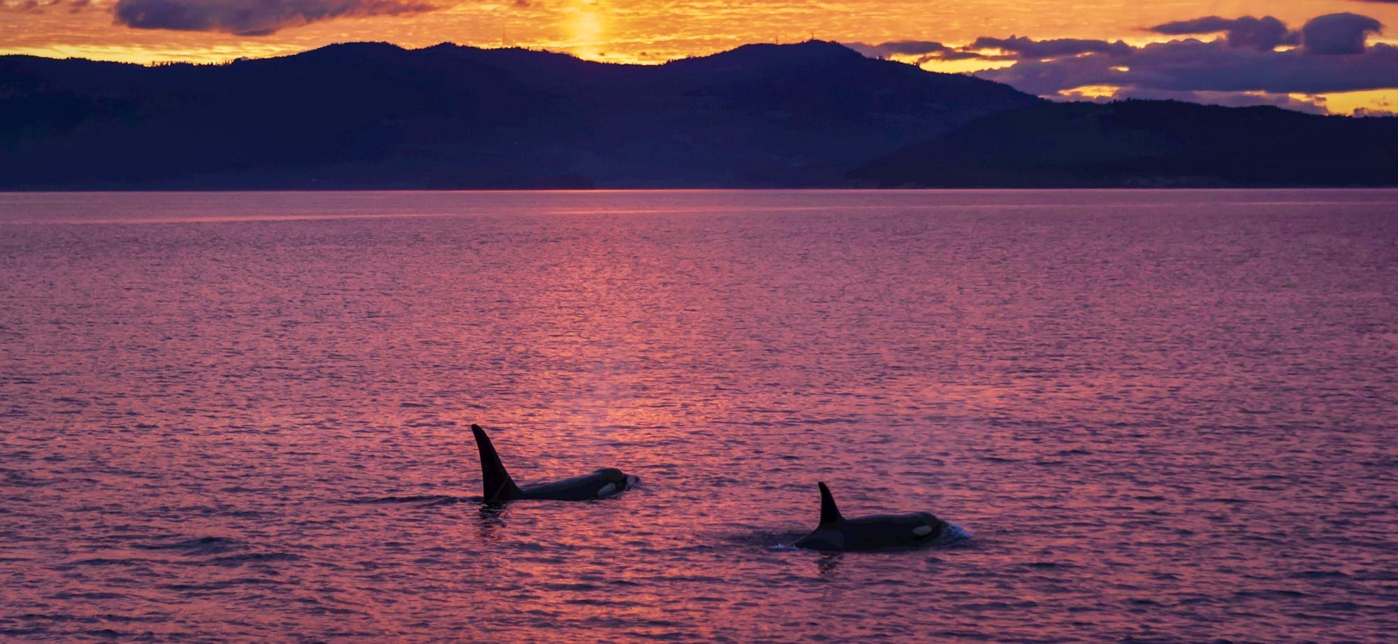 orcas swimming at sunset