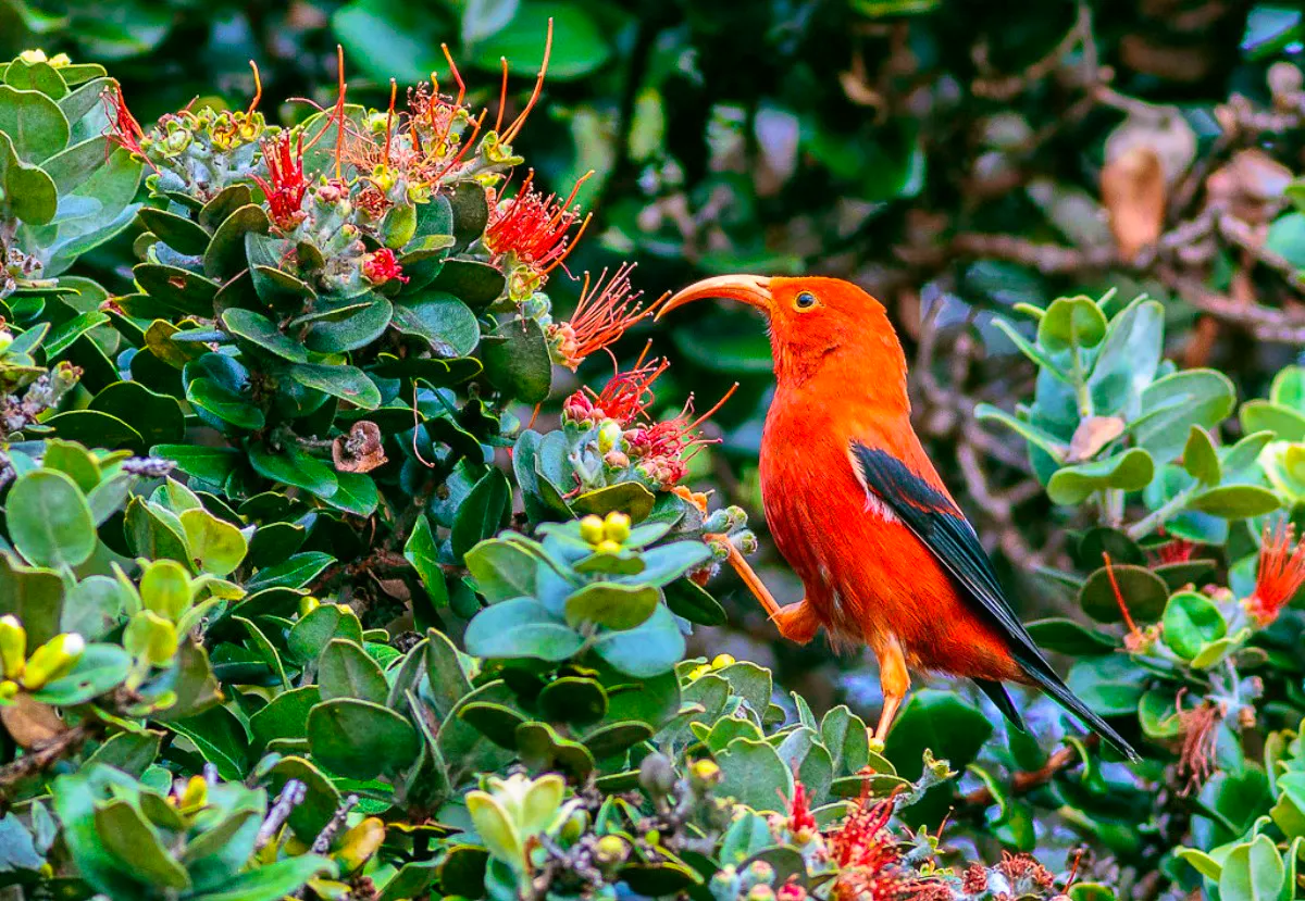 Hawaiian honeycreeper on a ‘ōhi‘a lehua tree at Hakalau Forest National Wildlife Refuge in Hawaii.