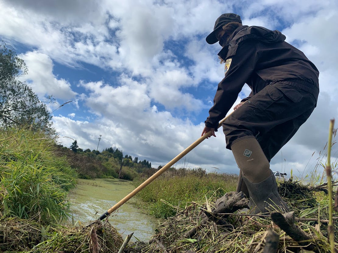 A staff member clears a ditch as part of a wetland restoration at Tualatin River National Wildlife Refuge in Oregon.