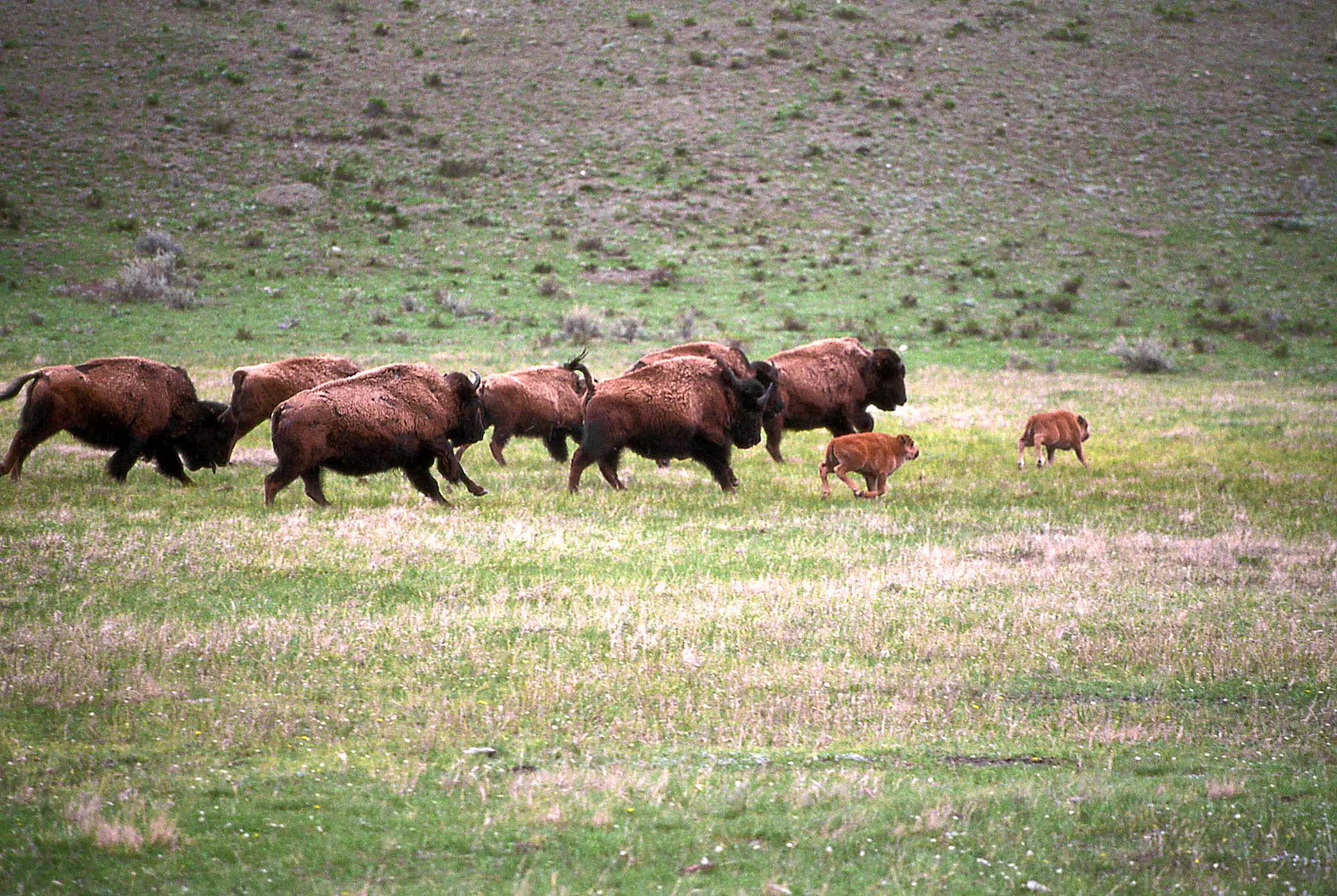 herd of about 8 bison, two small red bulls grazing on short brown grass