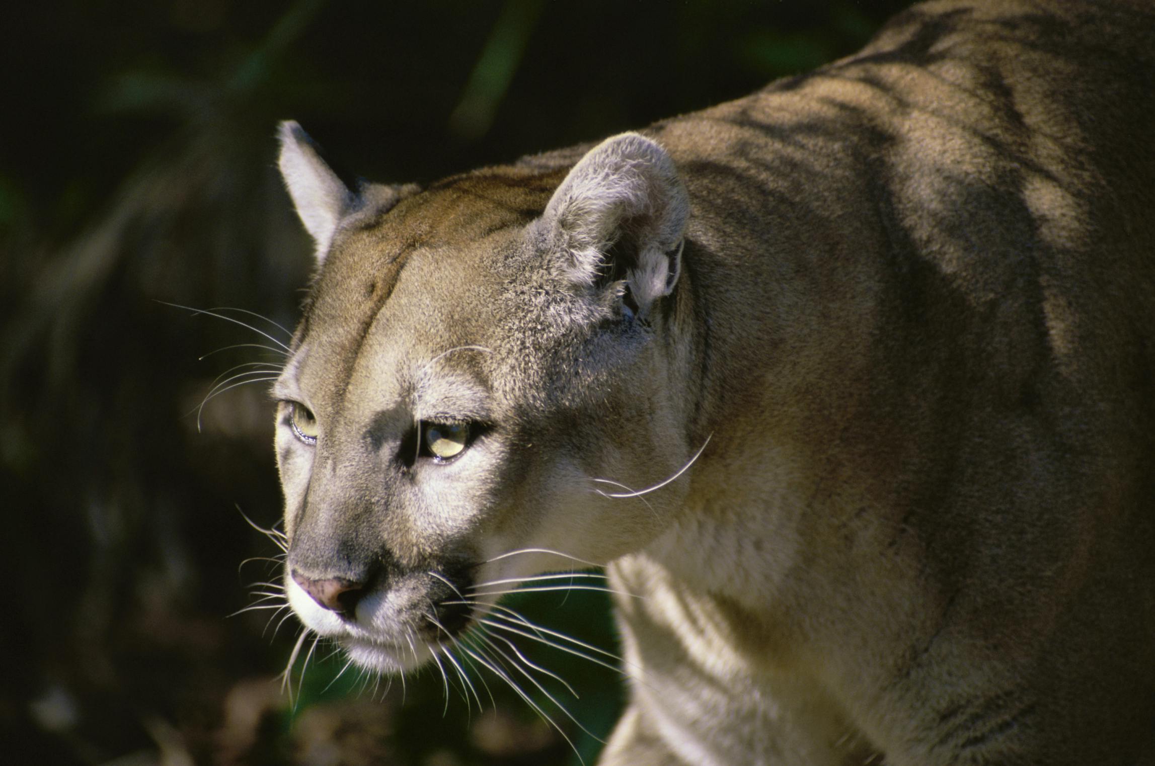 Florida panther 