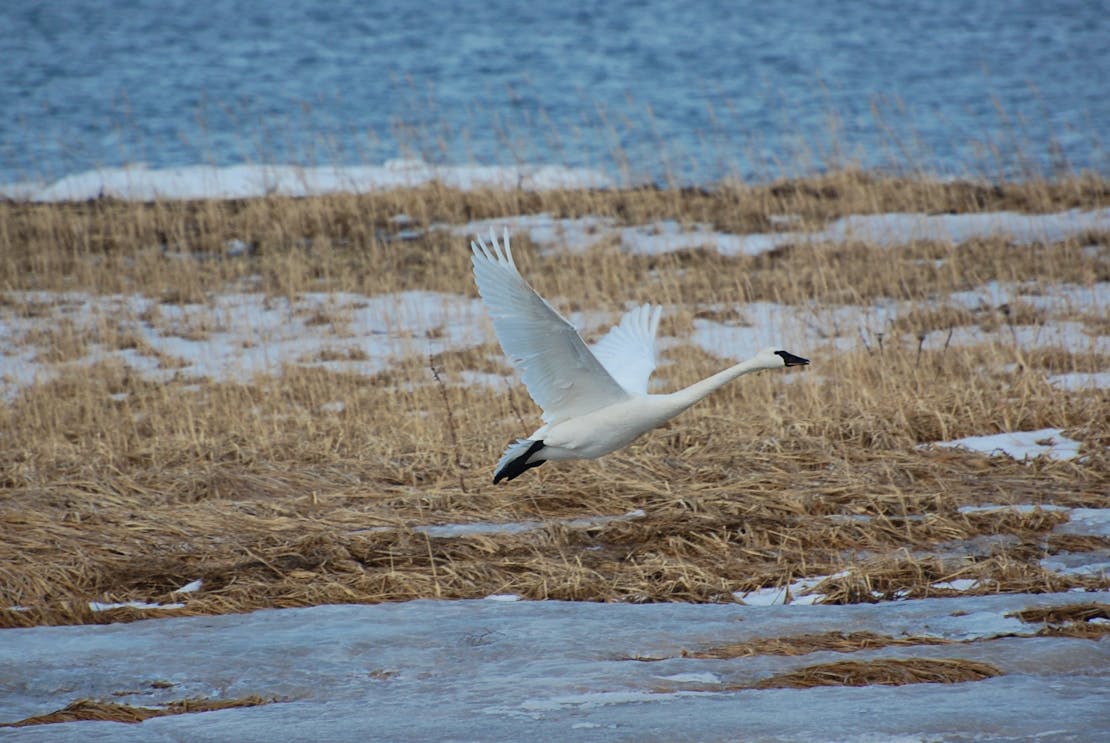 A tundra swan flies a few feet above some icy and snowy brown grass.