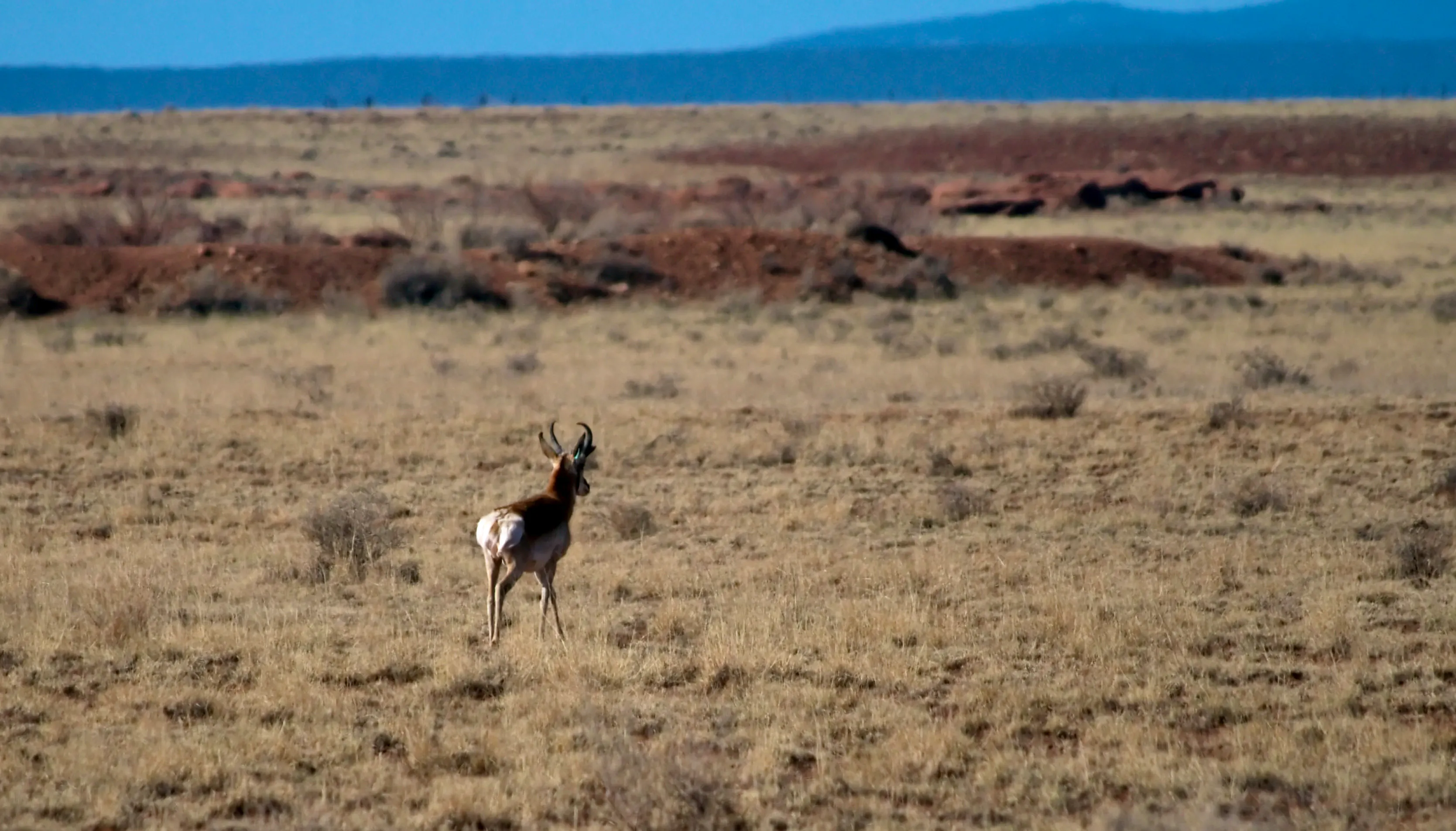 Sonoran Pronghorn Roaming Field