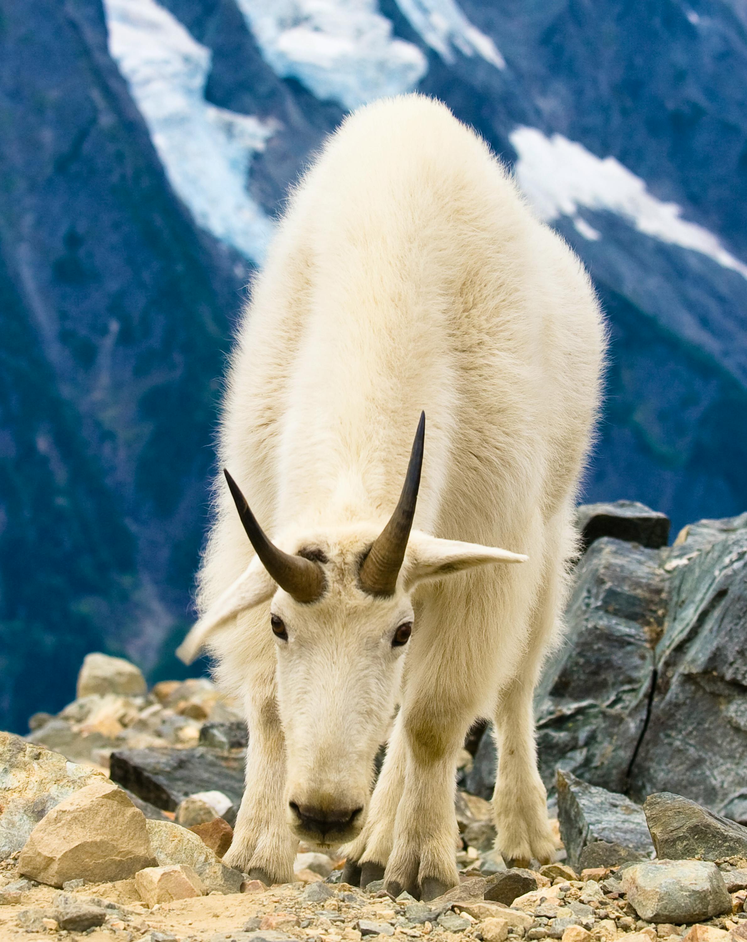 Roaming mountain goat