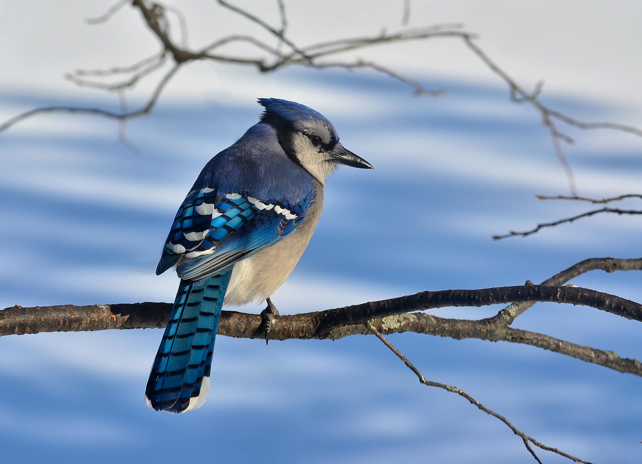 blue jay