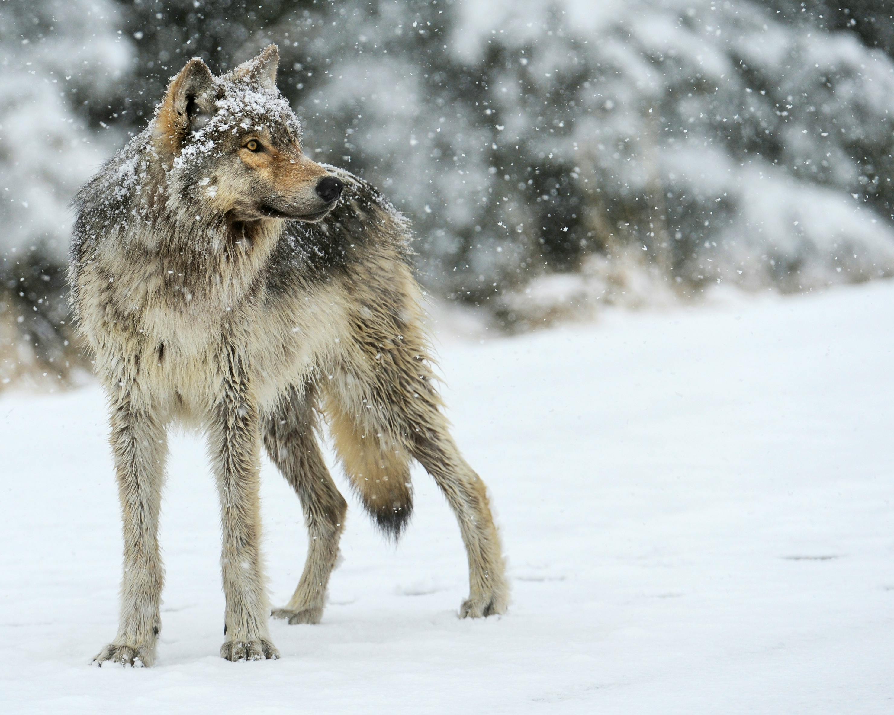 Gray Wolf in the Snow