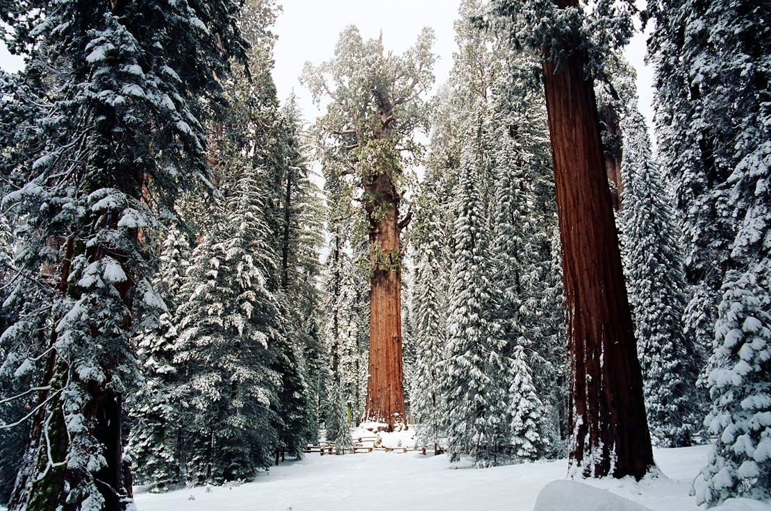 Sequoia National Park