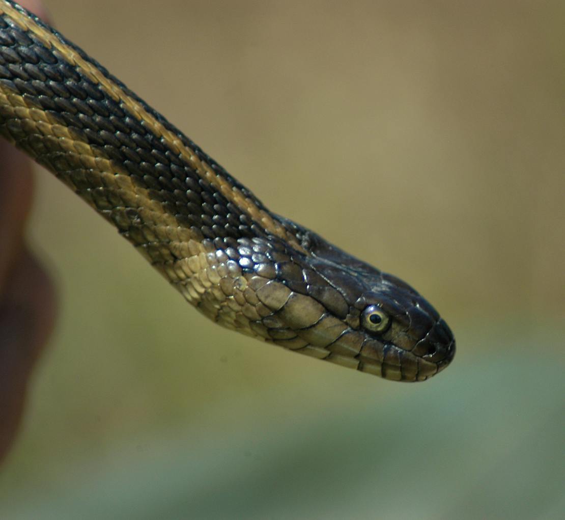 A close up photo of a giant garter snake's head from the side.