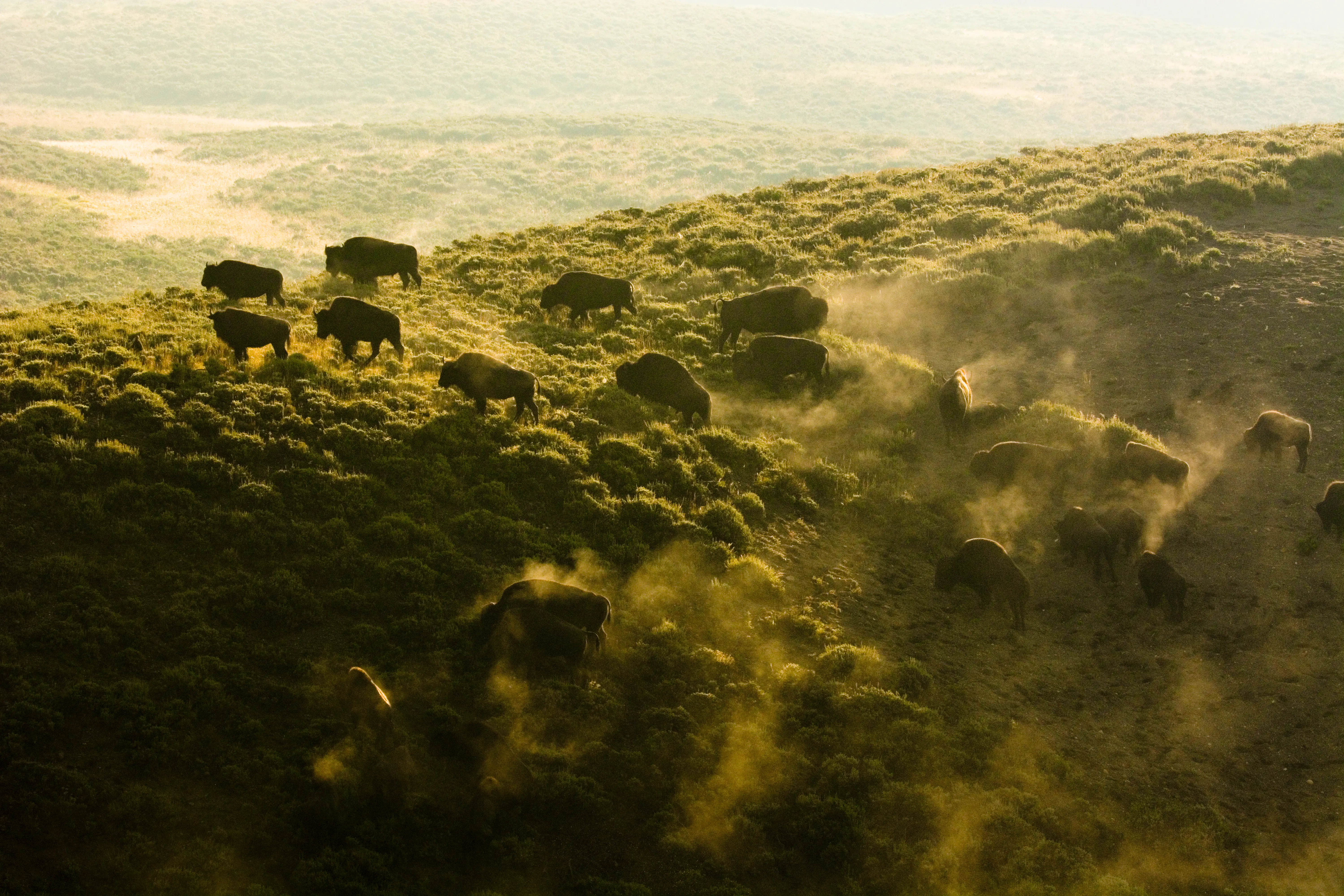 Bison Herd