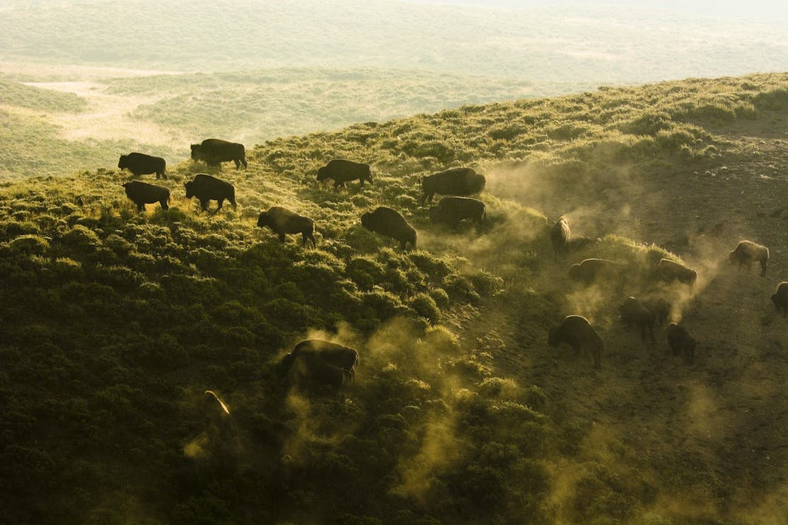 Bison Herd