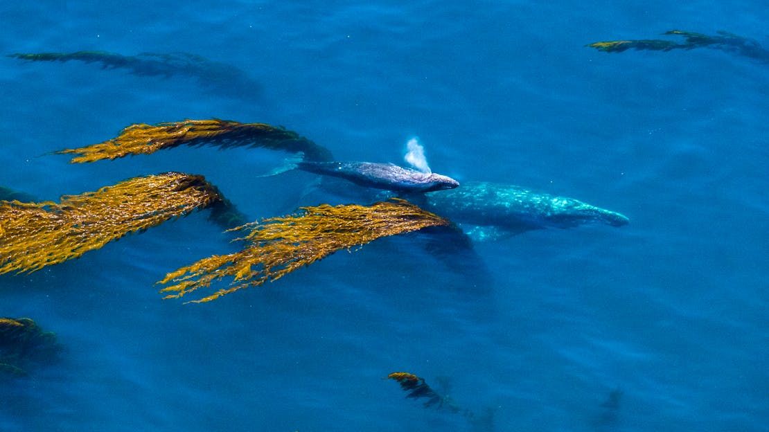 gray whale and calf