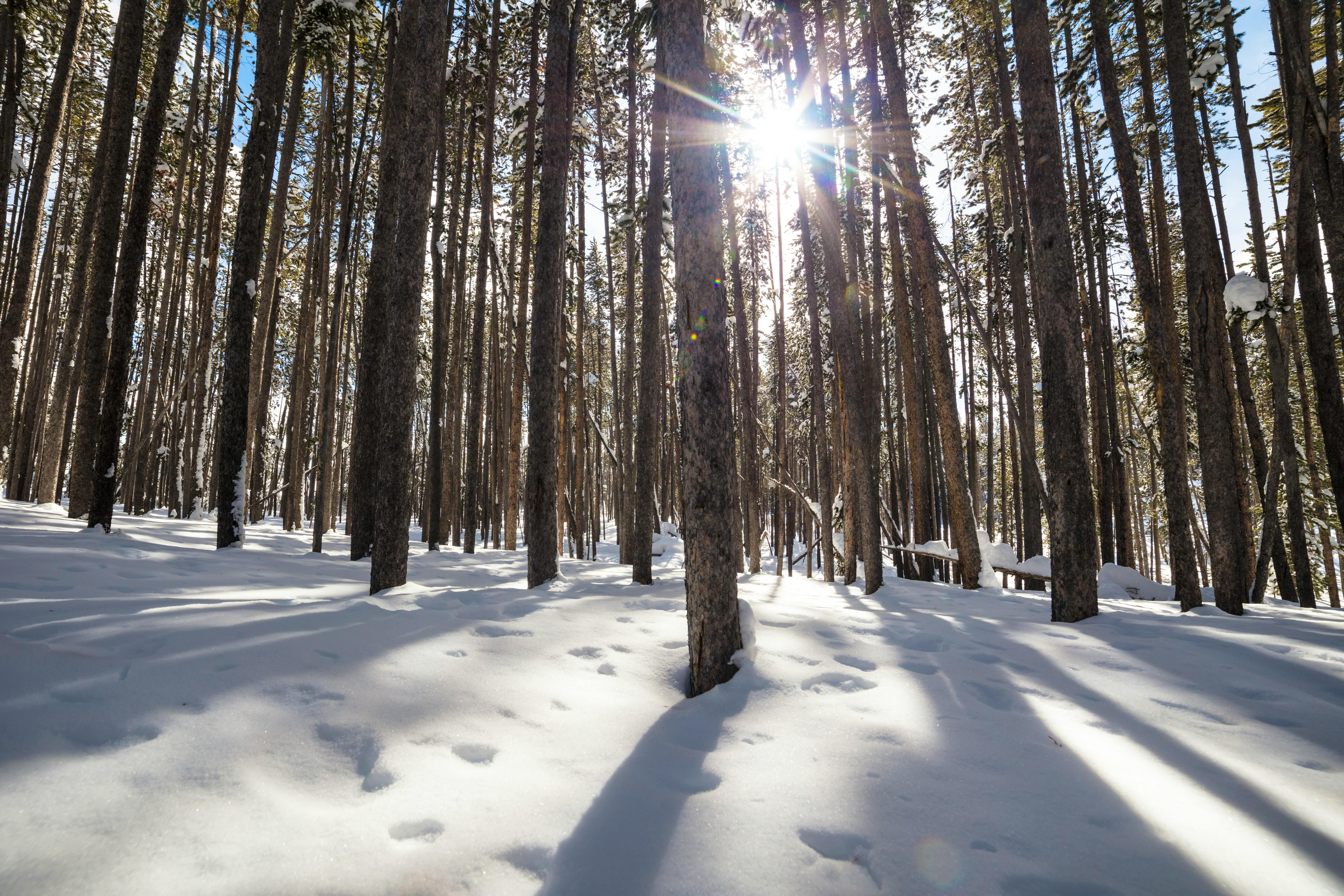 Yellowstone National Park