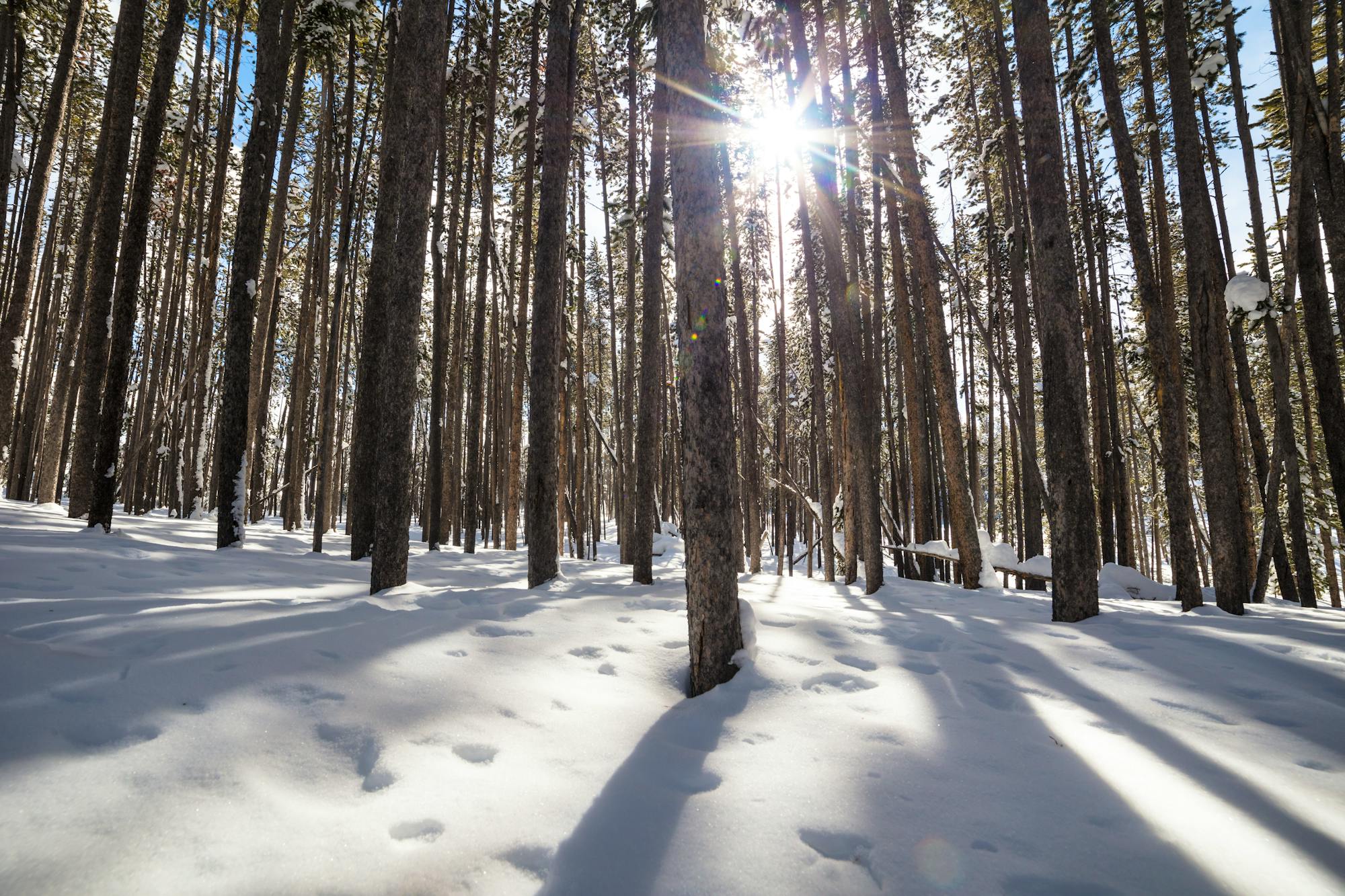 Yellowstone National Park