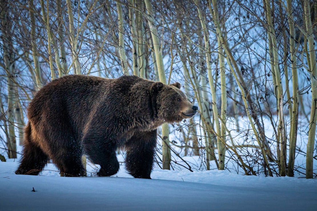 grizzly bear in snow at Grand Teton National Park