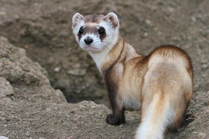 black-footed ferret at the nat'l black-footed ferret conservation center